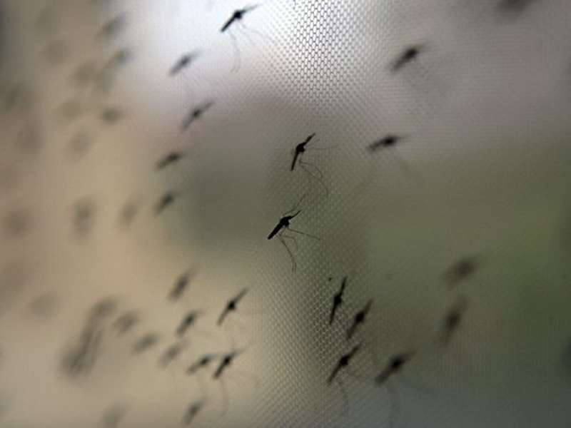sciame zanzare