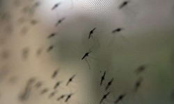 Il comune di Verona promuove la lotta alle zanzare